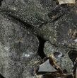 Septarian Dragon Egg Geode - Black Crystals #89567-2